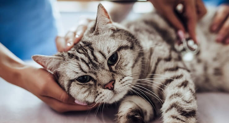 Treatment of Arthritis in Cats