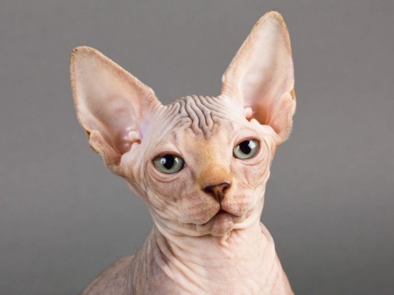 Sphynx Cat Breed: Size, Appearance & Personality
