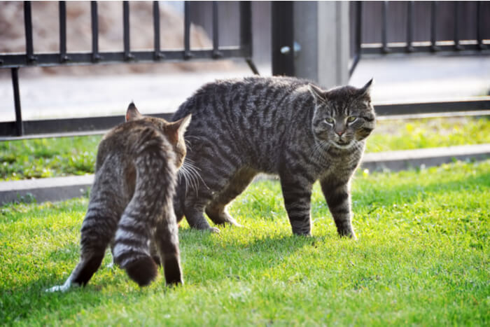 An image depicting a tense moment between two cats on a green lawn.