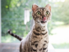 Celtic Bengals Bengal Cat Licking Tongue Standing by Window-1