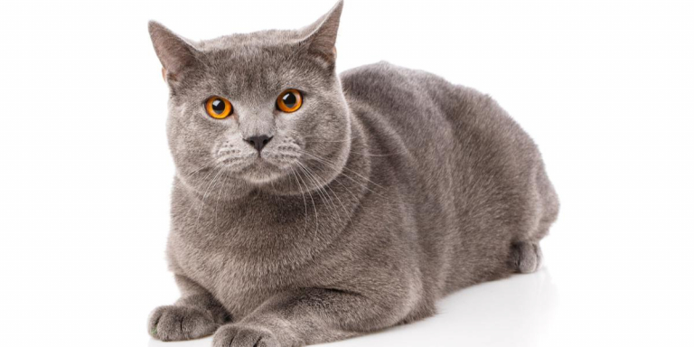 Chartreux kittens for 2024 sale near me