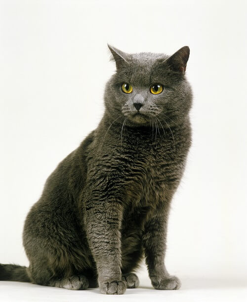 Black chartreux hot sale cat