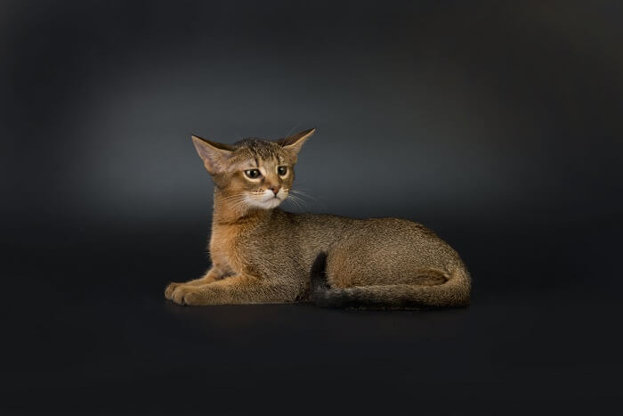 The Charismatic Chausie: A Deep Dive into This Hybrid Breed - In conclusion: Is a Chausie the right cat for you?