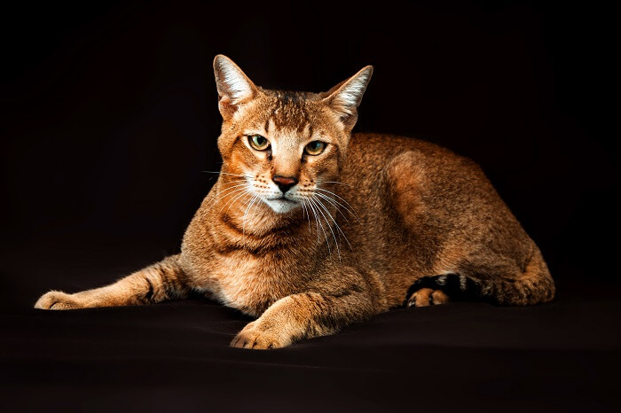 Image of Chausie cats, recognized for their wild appearance and distinctive coat pattern, in a captivating and enchanting group pose.