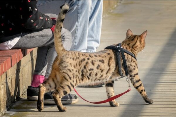 Big leopard house store cat