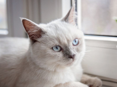 Image of a Colorpoint Shorthair cat, a Siamese-like breed with striking coloration, sitting gracefully and showcasing its elegant and slender figure.