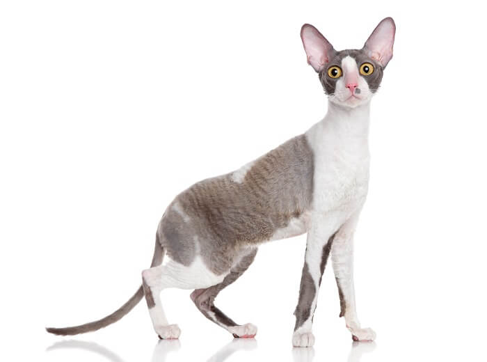 Image of a Cornish Rex cat, known for its unique curly coat and slender physique, sitting curiously and showcasing its distinctive and endearing feature.