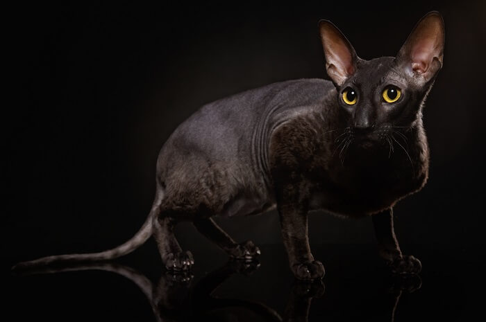 About the Cornish Rex Cat