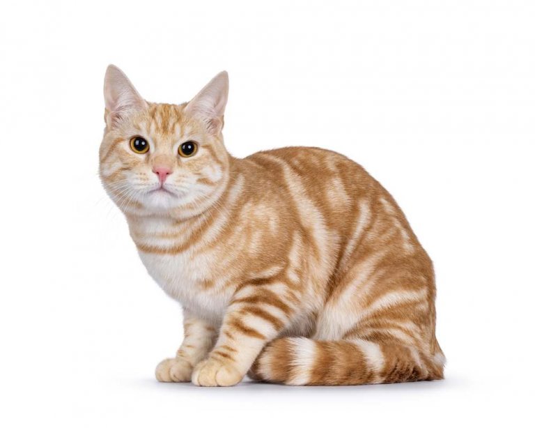 European Shorthair Cat Care