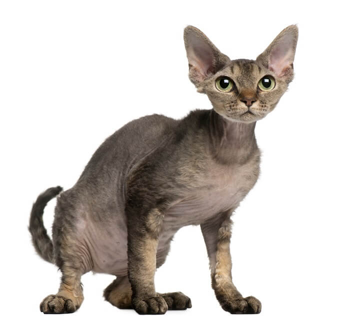 Image of a Devon Rex cat, known for its unique curly coat and large ears, sitting curiously and highlighting its distinctive and endearing feature.