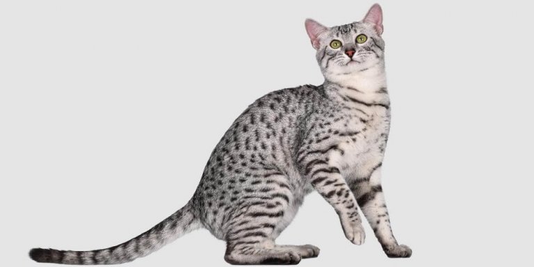 Egyptian mau best sale house cats