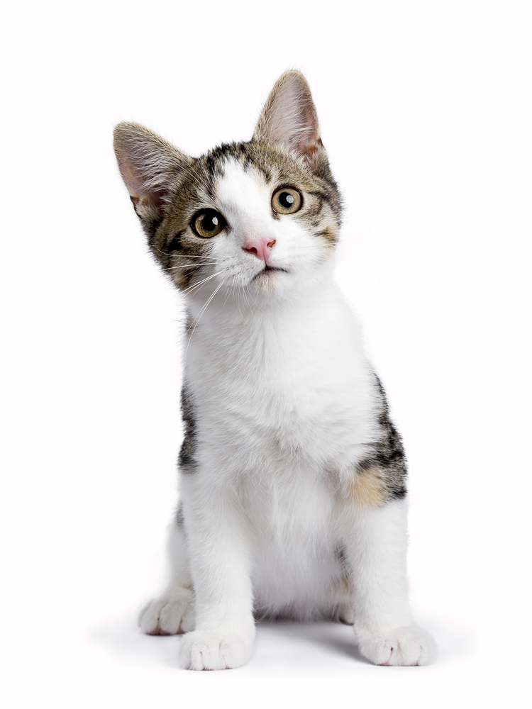 European Shorthair Kitten 1 