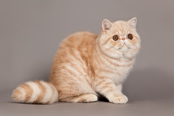 About the Exotic Shorthair Cat