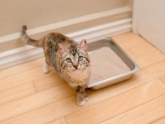 Feline-Idiopathic-Cystitis-Feature