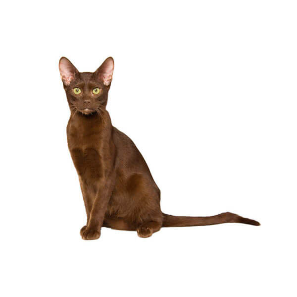 About the Havana Brown Cat