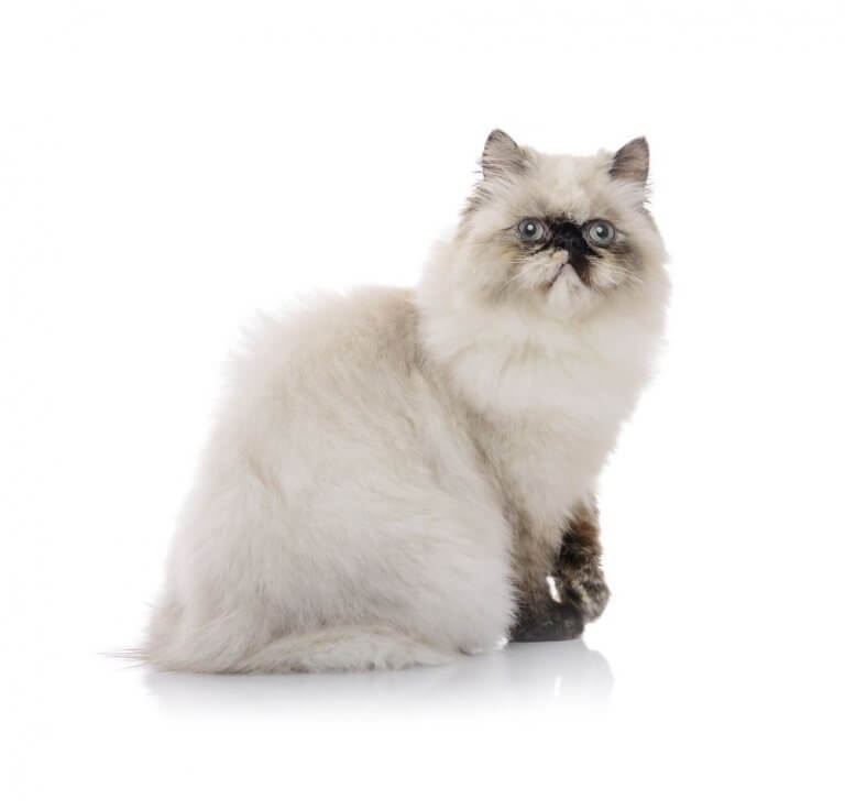About the Himalayan Cat