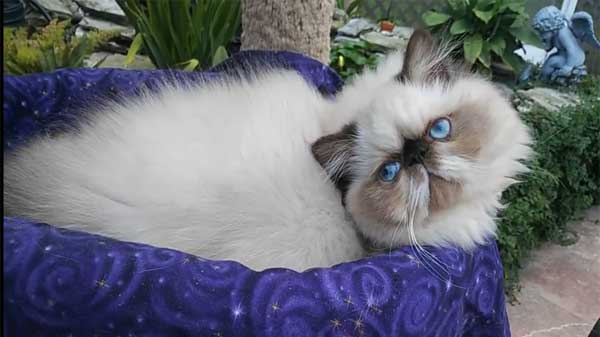 persian himalayan cat paw