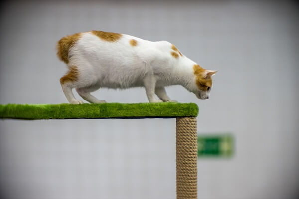 About the Japanese Bobtail Cat