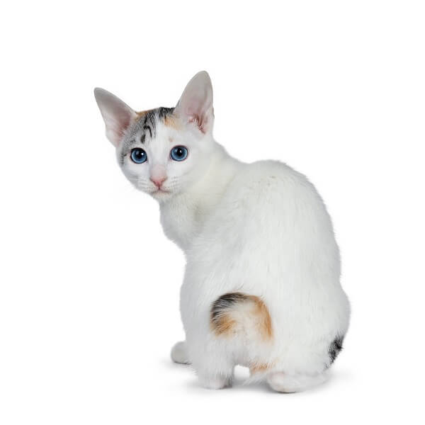 Japanese Bobtail Cat History