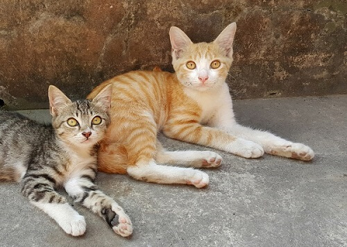 Javanese Cat Care