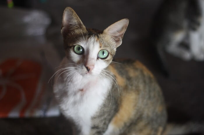 Image of a Javanese cat, a breed with a luxurious long coat, sitting gracefully and showcasing its elegant and regal appearance.