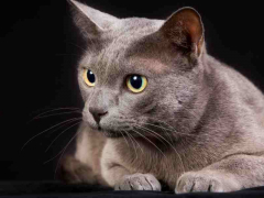 Image of a Korat cat, recognized for its sleek silver-blue coat and captivating green eyes, sitting gracefully and exuding a sense of elegance and beauty.