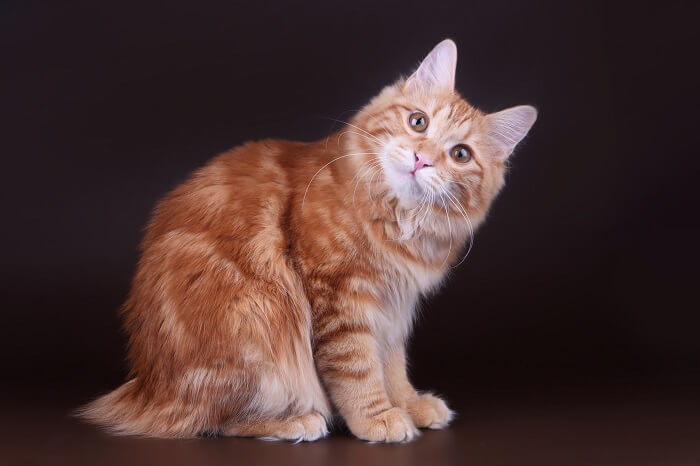 Kurilian bobtail best sale