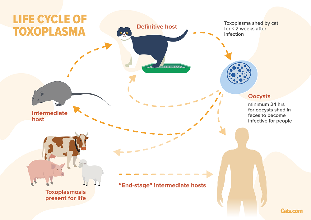 Life cycle of Toxoplasmosis