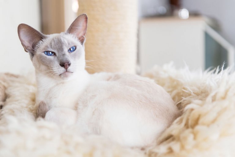 long haired siamese cats seal