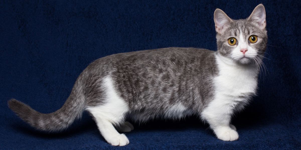Image of a Munchkin cat, known for its short legs and playful demeanor, sitting in an adorable and captivating pose.