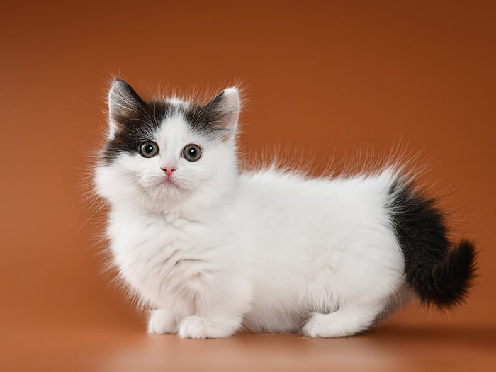 About the Munchkin Cat