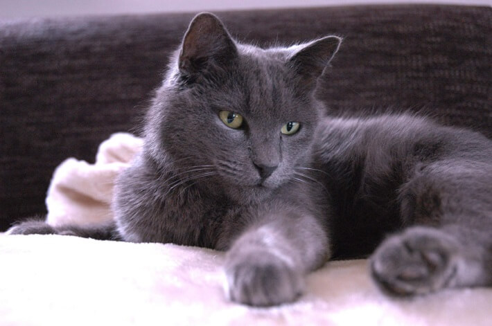 Nebelung price store