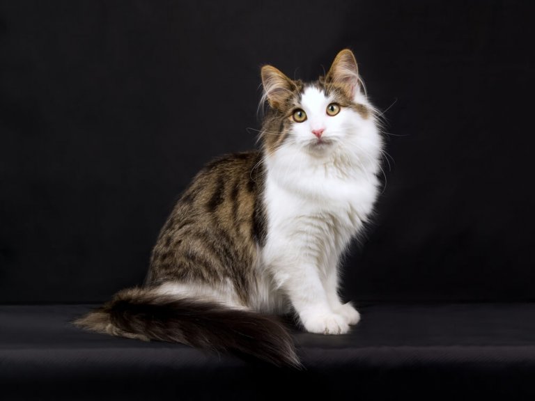 Norwegian Forest Cat History