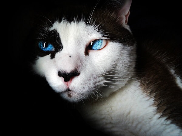 About the Ojos Azules Cat
