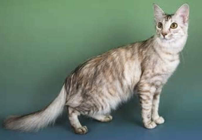 About the Oriental Longhair Cat