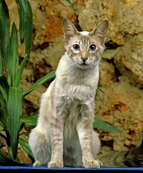 Oriental Longhair Cat History