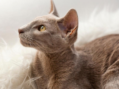Image of an Oriental Shorthair cat, known for its sleek body and large ears, sitting gracefully and exuding an air of sophistication and elegance.
