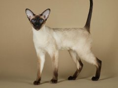 Image of an Oriental Siamese cat, known for its sleek body and striking blue almond-shaped eyes, sitting regally and exuding an air of sophistication and elegance.