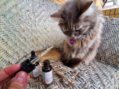 Pure Hemp Botanicals CBD