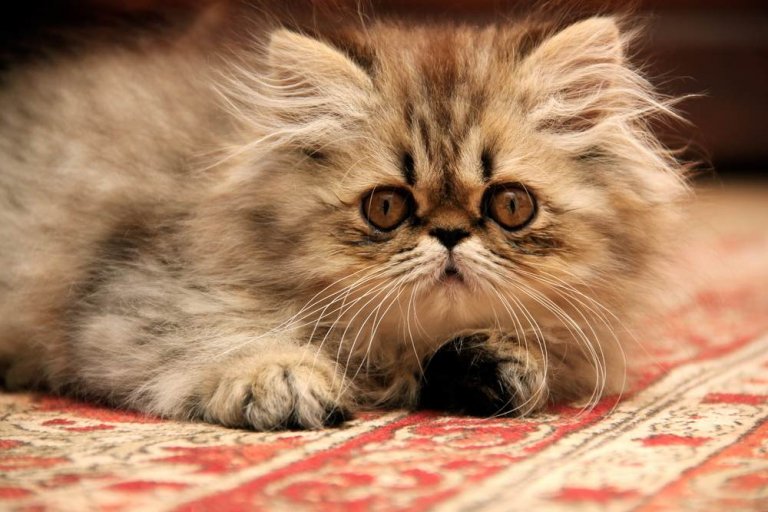 Persian Cat Care