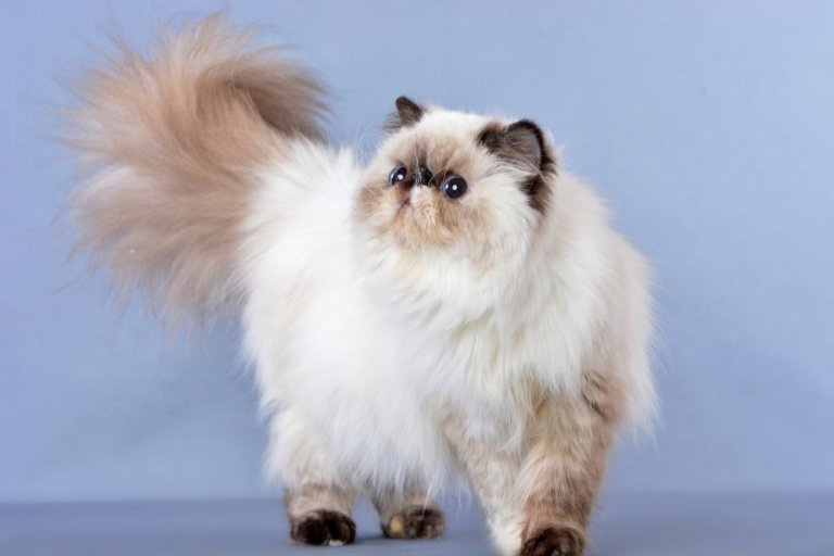 About the Himalayan Cat