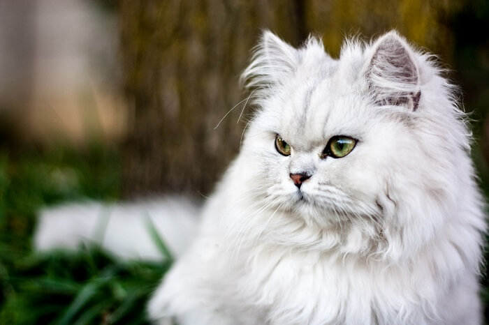 About the Persian Cat