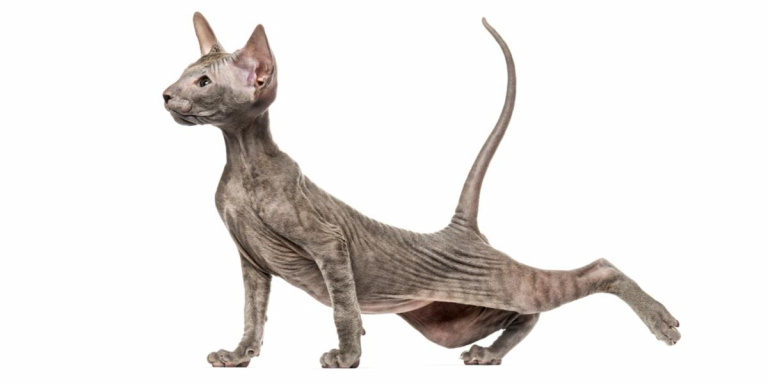 Peterbald breeders best sale