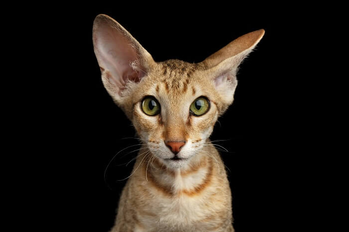 Peterbald cat