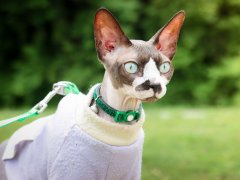 Pink Grey Spotted Sphynx Cat Outside On Leash