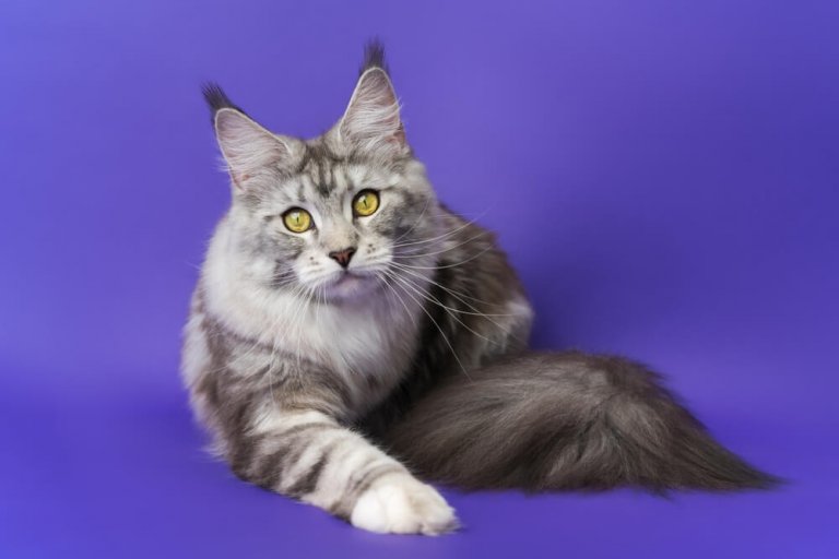 Maine Coon Cat Breed: Size, Appearance & Personality