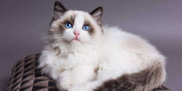 Ragdoll Cat Breed: Size, Appearance & Personality