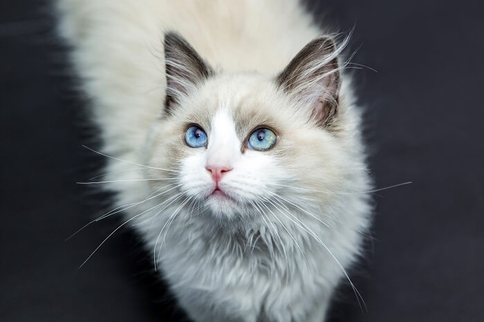 About the Ragdoll Cat