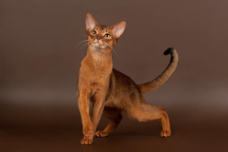 Abyssinian Cat History
