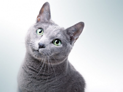 Featured image of Russian Blue Cat